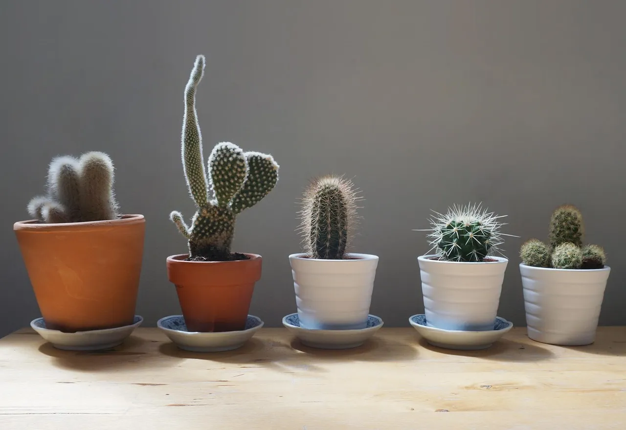 estilo de vida minimalista