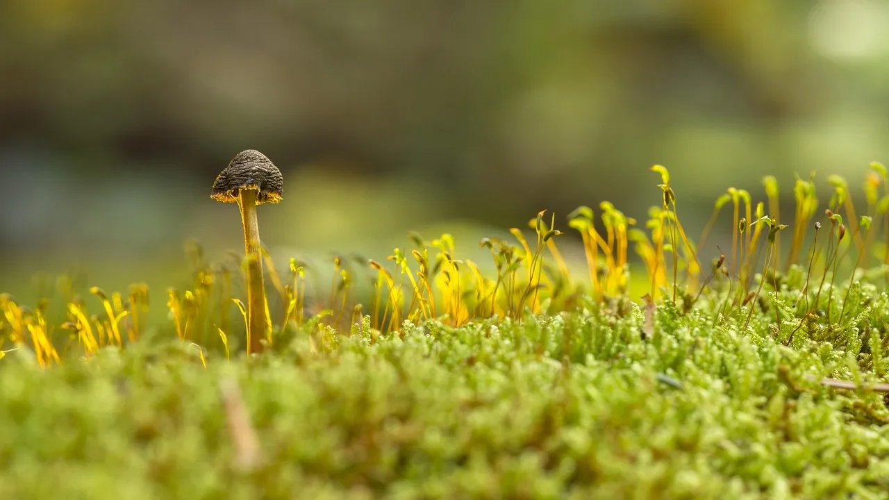 esponja vegetal
